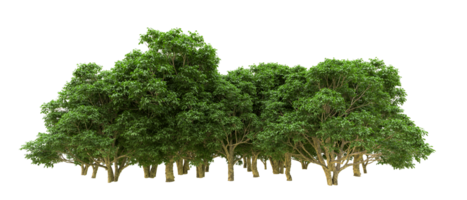 Green forest isolated on background. 3d rendering - illustration png