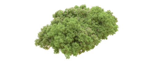 vert forêt isolé sur Contexte. 3d le rendu - illustration png