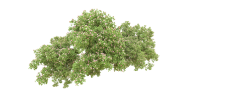 Green forest isolated on background. 3d rendering - illustration png