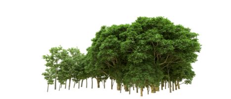 Green forest isolated on background. 3d rendering - illustration png