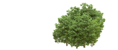 Green forest isolated on background. 3d rendering - illustration png