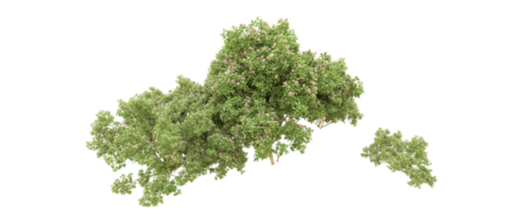 Green forest isolated on background. 3d rendering - illustration png