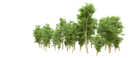 Green forest isolated on background. 3d rendering - illustration png