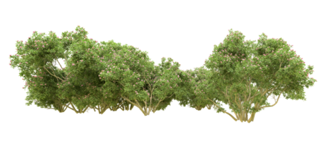 Green forest isolated on background. 3d rendering - illustration png