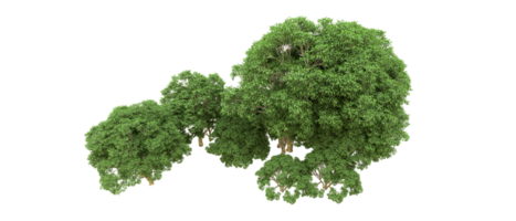 grön skog isolerat på bakgrund. 3d tolkning - illustration png