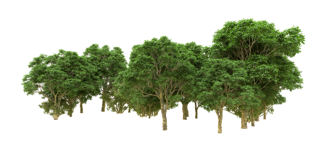 Green forest isolated on background. 3d rendering - illustration png