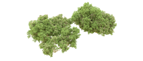 groen Woud geïsoleerd Aan achtergrond. 3d renderen - illustratie png