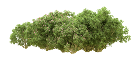 Green forest isolated on background. 3d rendering - illustration png