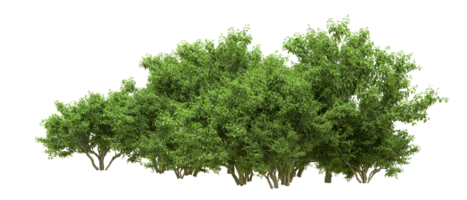 Green forest isolated on background. 3d rendering - illustration png