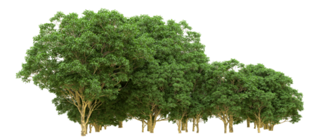 Green forest isolated on background. 3d rendering - illustration png