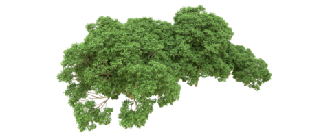 verde floresta isolado em fundo. 3d Renderização - ilustração png