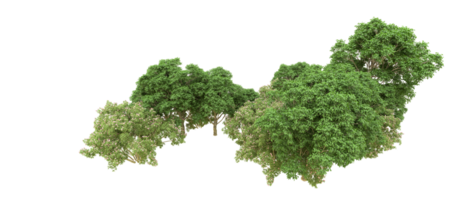 Green forest isolated on background. 3d rendering - illustration png