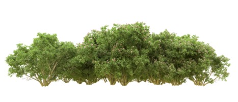 Green forest isolated on background. 3d rendering - illustration png