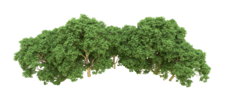 Green forest isolated on background. 3d rendering - illustration png