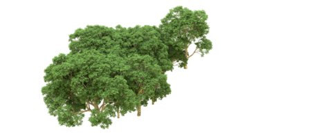 verde floresta isolado em fundo. 3d Renderização - ilustração png