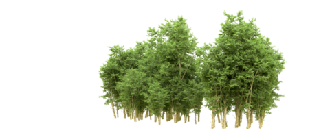 Green forest isolated on background. 3d rendering - illustration png