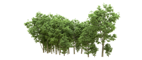 Green forest isolated on background. 3d rendering - illustration png