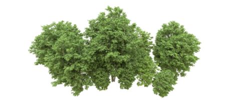 Green forest isolated on background. 3d rendering - illustration png