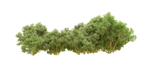 Green forest isolated on background. 3d rendering - illustration png