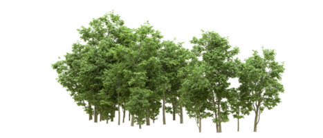 Green forest isolated on background. 3d rendering - illustration png