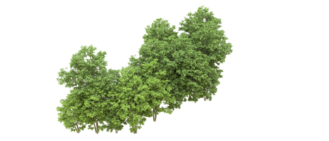 verde floresta isolado em fundo. 3d Renderização - ilustração png