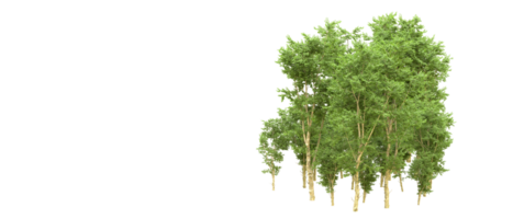 Green forest isolated on background. 3d rendering - illustration png