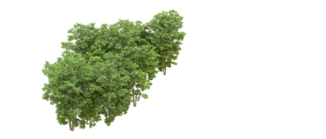 Grün Wald isoliert auf Hintergrund. 3d Rendern - - Illustration png