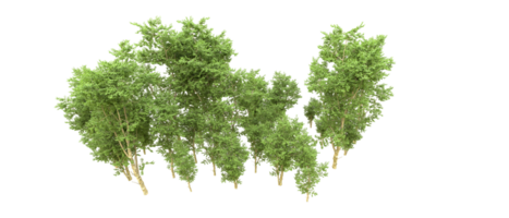 Green forest isolated on background. 3d rendering - illustration png