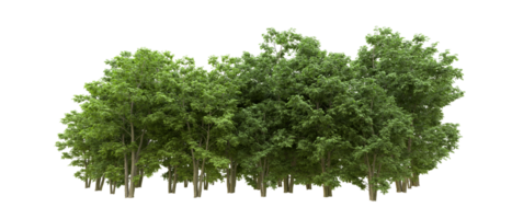 Green forest isolated on background. 3d rendering - illustration png