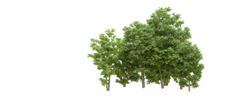 Green forest isolated on background. 3d rendering - illustration png
