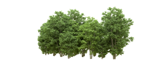 Green forest isolated on background. 3d rendering - illustration png