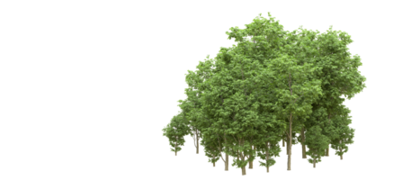 Green forest isolated on background. 3d rendering - illustration png