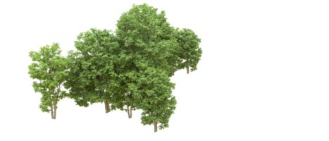 vert forêt isolé sur Contexte. 3d le rendu - illustration png