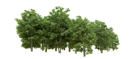 Green forest isolated on background. 3d rendering - illustration png