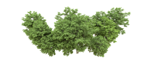 Green forest isolated on background. 3d rendering - illustration png