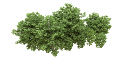 verde floresta isolado em fundo. 3d Renderização - ilustração png