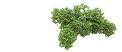 verde floresta isolado em fundo. 3d Renderização - ilustração png