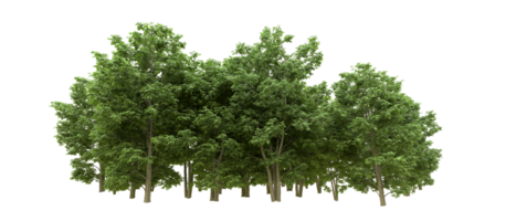 Green forest isolated on background. 3d rendering - illustration png