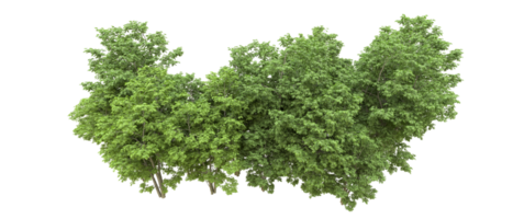 Green forest isolated on background. 3d rendering - illustration png