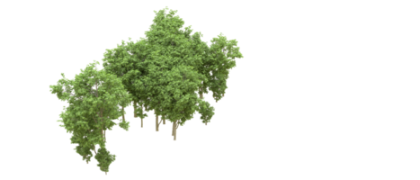 Green forest isolated on background. 3d rendering - illustration png