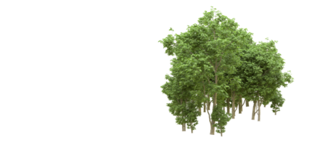 verde floresta isolado em fundo. 3d Renderização - ilustração png