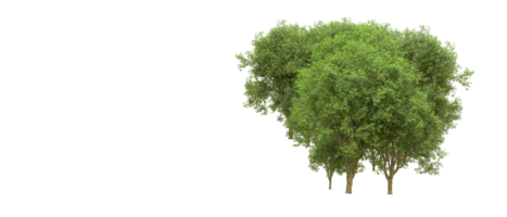 Green forest isolated on background. 3d rendering - illustration png