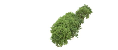 grön skog isolerat på bakgrund. 3d tolkning - illustration png