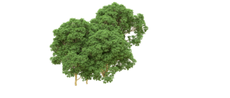 verde foresta isolato su sfondo. 3d interpretazione - illustrazione png