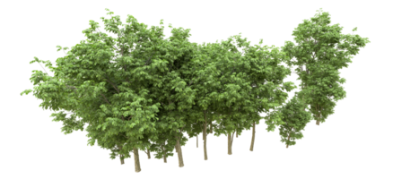 Green forest isolated on background. 3d rendering - illustration png