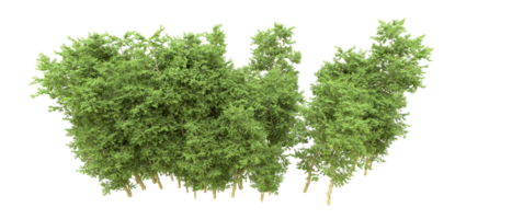 Green forest isolated on background. 3d rendering - illustration png