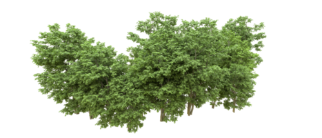 Green forest isolated on background. 3d rendering - illustration png