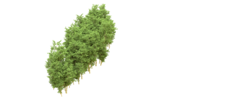 Green forest isolated on background. 3d rendering - illustration png