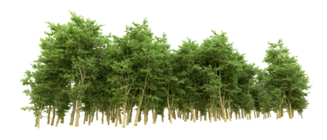 Green forest isolated on background. 3d rendering - illustration png