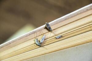 Thermobia domestica. Pest books and newspapers. Lepismatidae Insect feeding on paper - silverfish photo